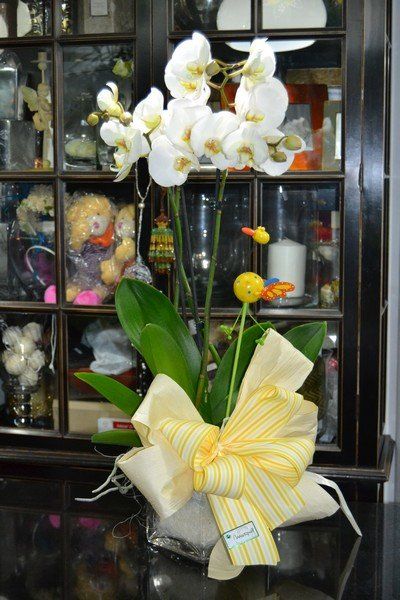 Orquidea phalaenopsis con pick FL62