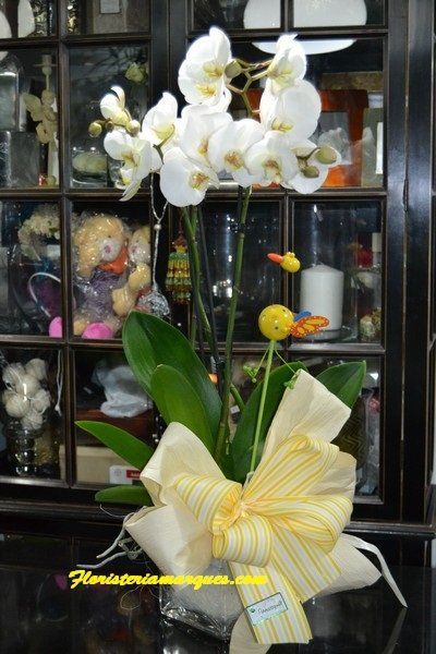 Phalaenopsis blanca