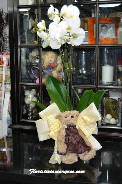 Phalaenopsis con peluche