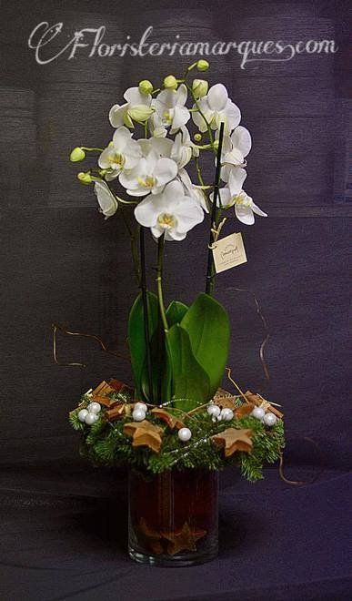 Orquídea phalaenopsis con decoración
