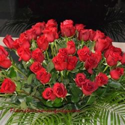 Rosas rojas