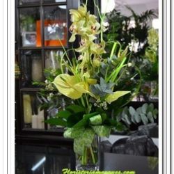 Vara de cimbidiuns verde