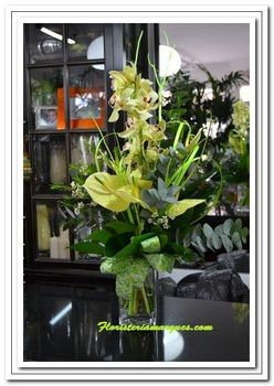 Vara de cimbidiuns verde